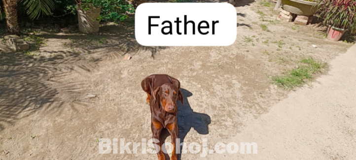 Doberman Puppy looking for new home